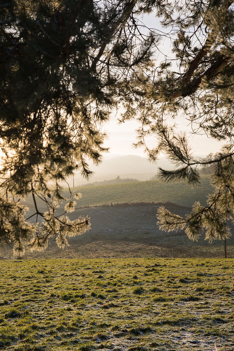 landscape, tree, nature, hills, sun, sunlight, forest, plant HD wallpaper