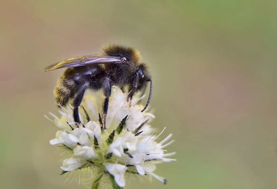 bumblebee, meadow, summer, flower, nature, insects, flowering plant HD wallpaper