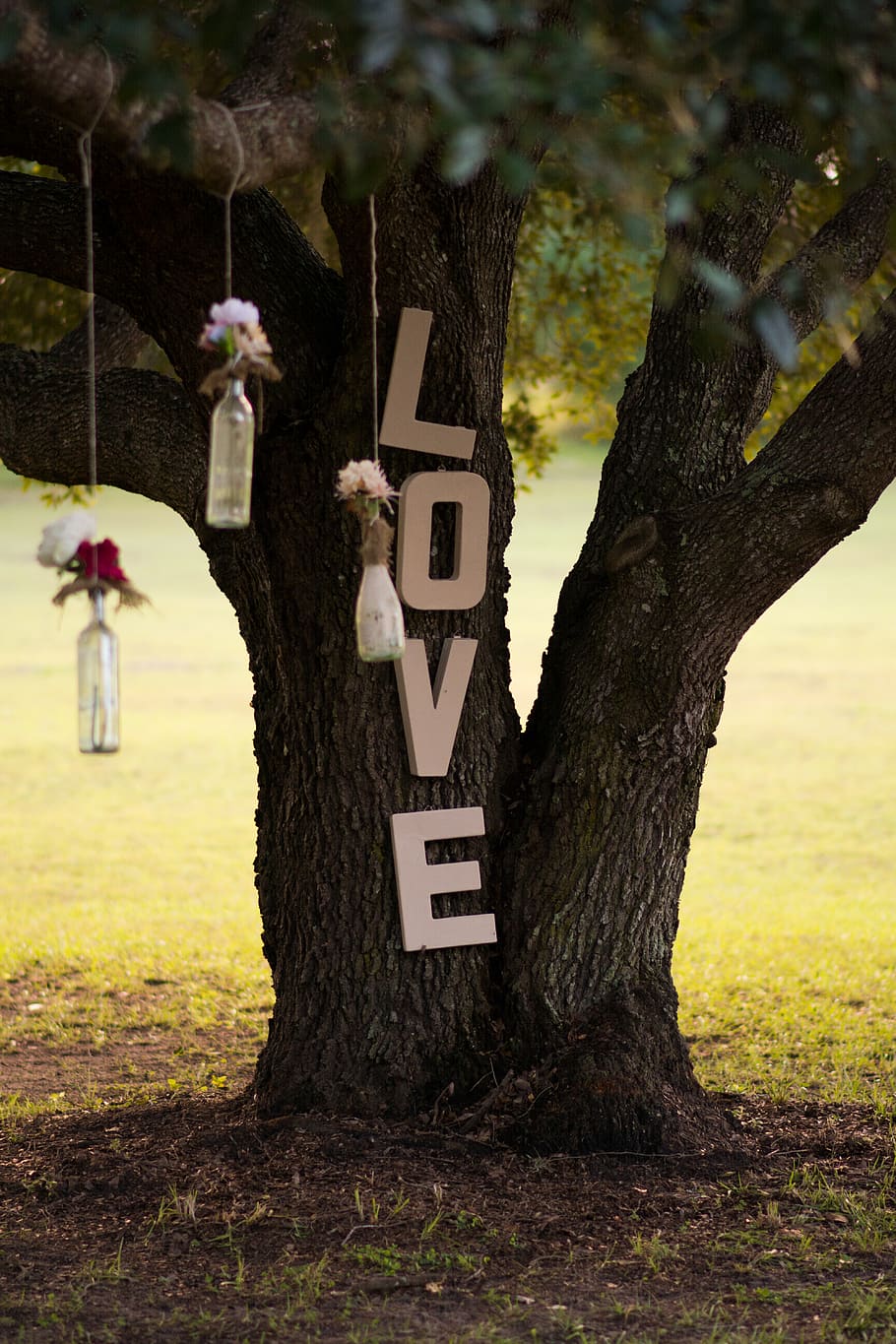 love, tree, flowers, bottles, wedding, marriage, outdoor, nature HD wallpaper