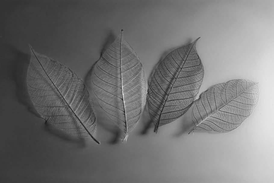 leaf, leaves, mono, mood, still life, skeleton, b w, plant part HD wallpaper