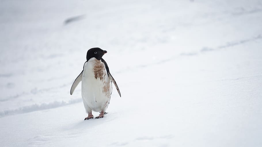 penguin, animal, antarctica, bird, king penguin, ice, snow, HD wallpaper