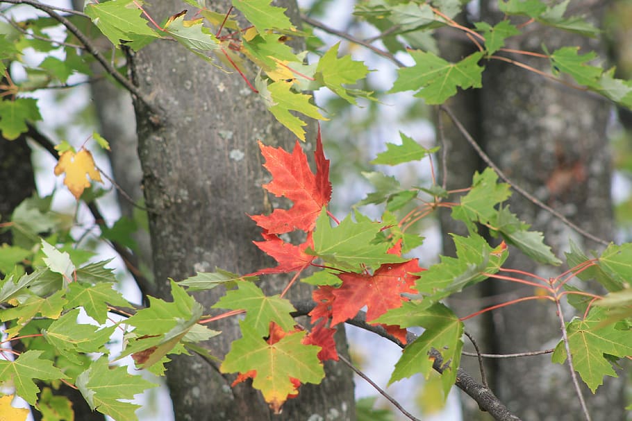fall, leaf, maple, leaves, nature, autumn, colorful, tree, landscape HD wallpaper