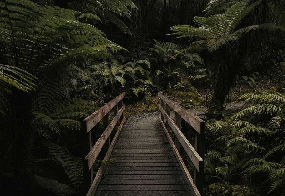 Brown Wooden Bridge Near Forest, beautiful, dark, environment HD wallpaper