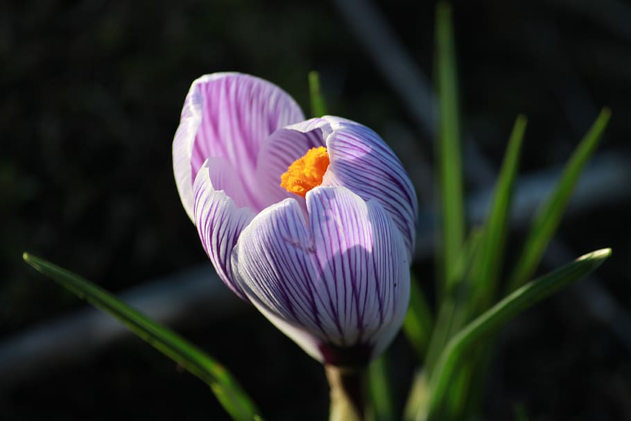 crocus in bloom, flower, purple, beauty in nature, plant, flowering plant HD wallpaper