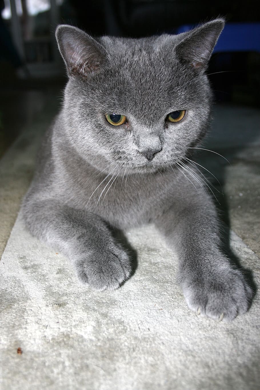 cat, bkh, pet, animal, domestic cat, animal world, cat face HD wallpaper