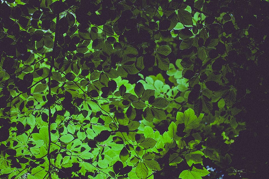 green, leaf, herbal, plant, nature, blur, green color, plant part HD wallpaper