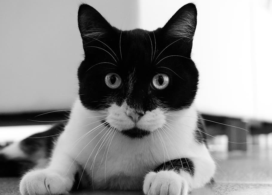 cat, look, black and white, eyes, fur, pets, domestic, mammal HD wallpaper
