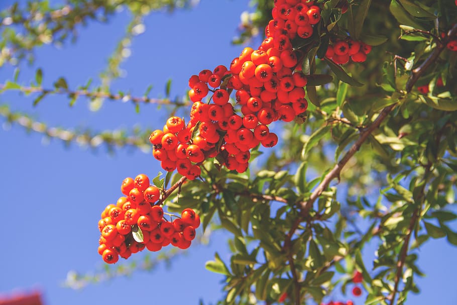 rowan, bush, red, berries, nature, autumn, ornamental, firethorn HD wallpaper