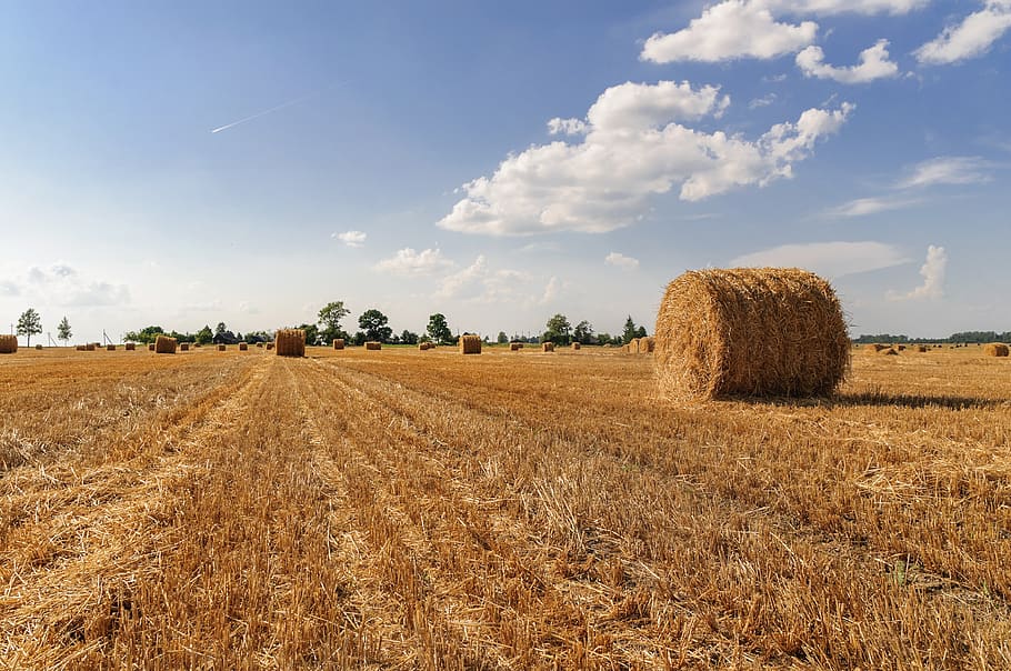 landscape, sky, field, clouds, agriculture, plant, rural scene HD wallpaper