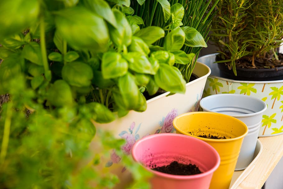 herbs, spring, summer, garden, food, fresh, eat, green, diy HD wallpaper