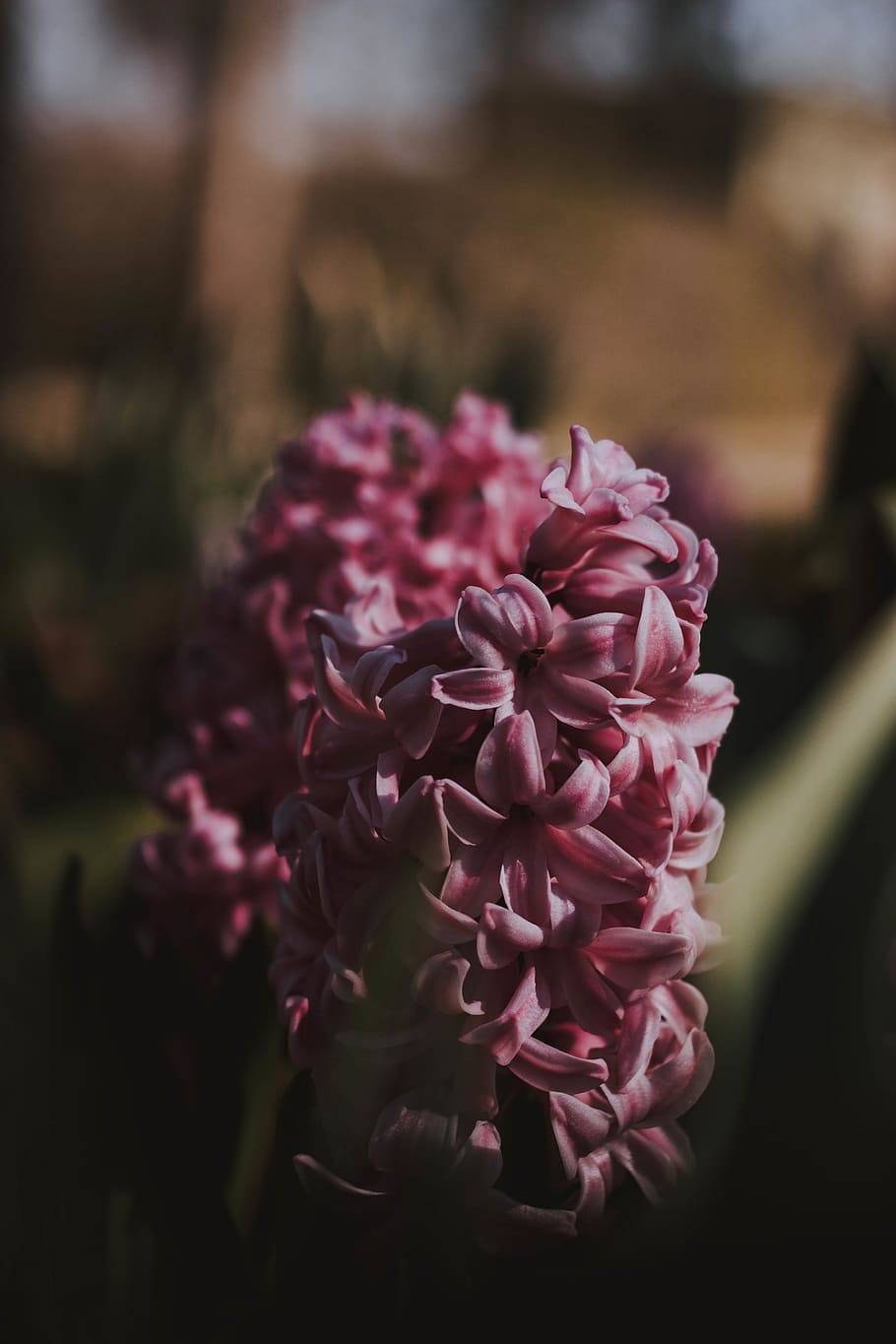 flowering plant, freshness, vulnerability, beauty in nature HD wallpaper