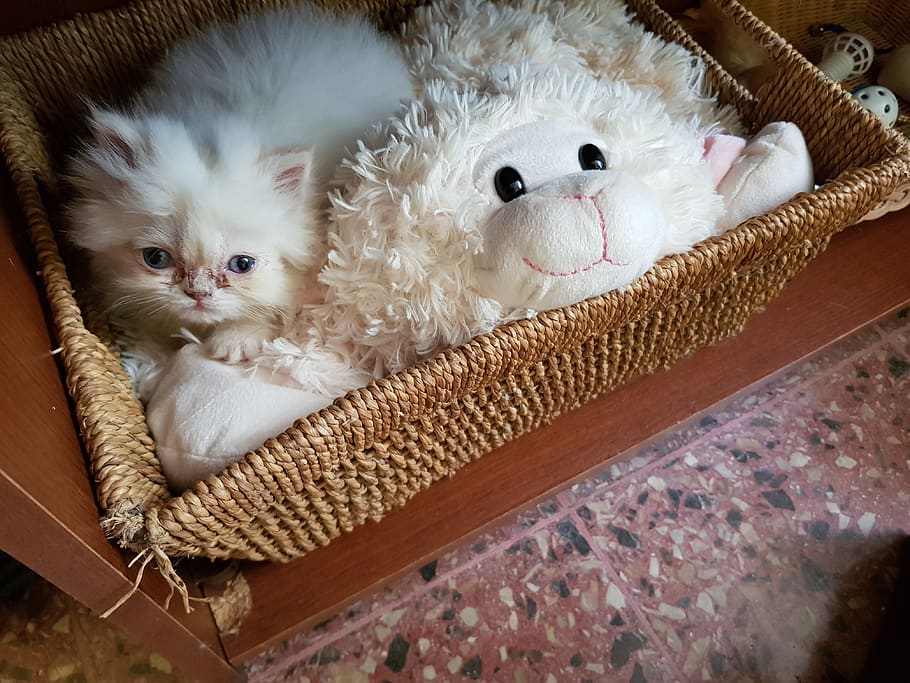stuffed animal, cat, kitten, mammal, domestic animals, pets HD wallpaper