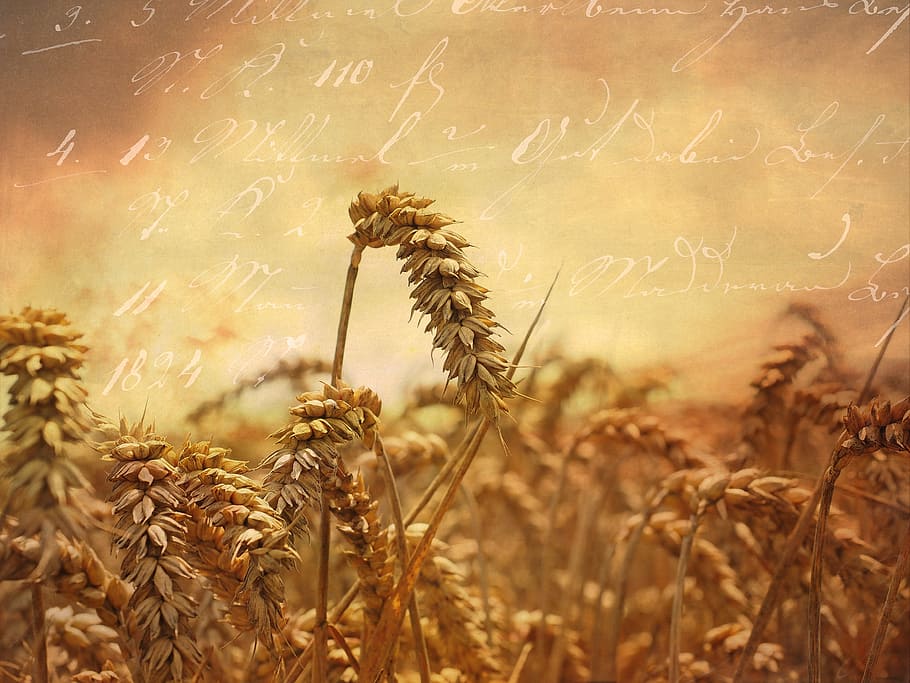 wheat, field, plants, brown, nature, cereal plant, crop, agriculture HD wallpaper