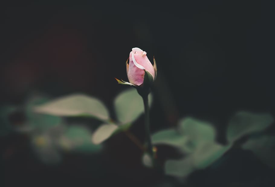 Pink Rose, beautiful, blooming, blur, bright, bud, color, delicate HD wallpaper