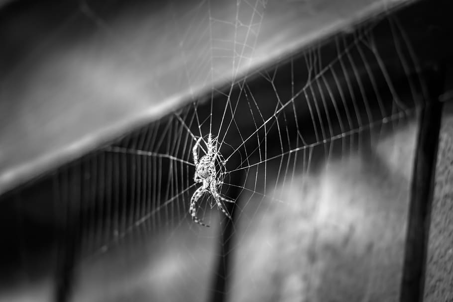 spider, cobweb, hotel, insect, cobwebs, arachnid, nature, macro HD wallpaper