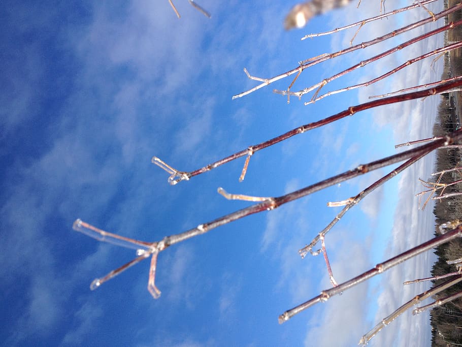 canada, calgary, sky, low angle view, cloud - sky, blue, nature HD wallpaper