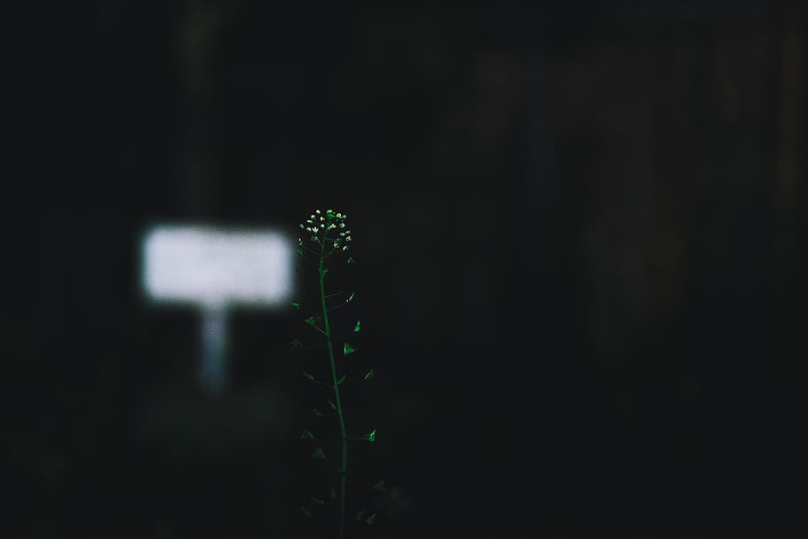 green plant, night, tiny, flower, hole, white, small, blur, black HD wallpaper