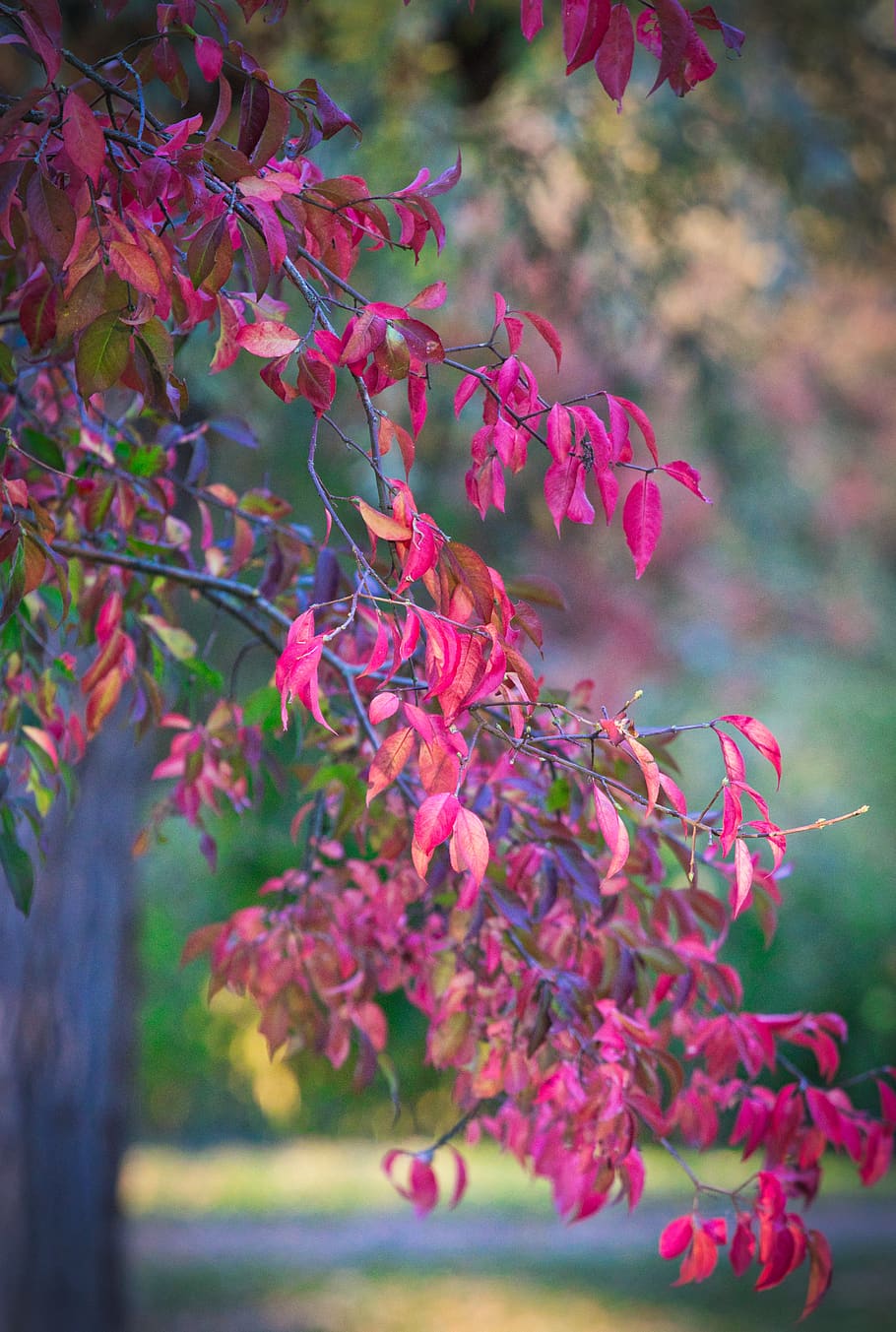 HD wallpaper: autumn, tree, leaves, mood, fall color, nature, red, plant |  Wallpaper Flare