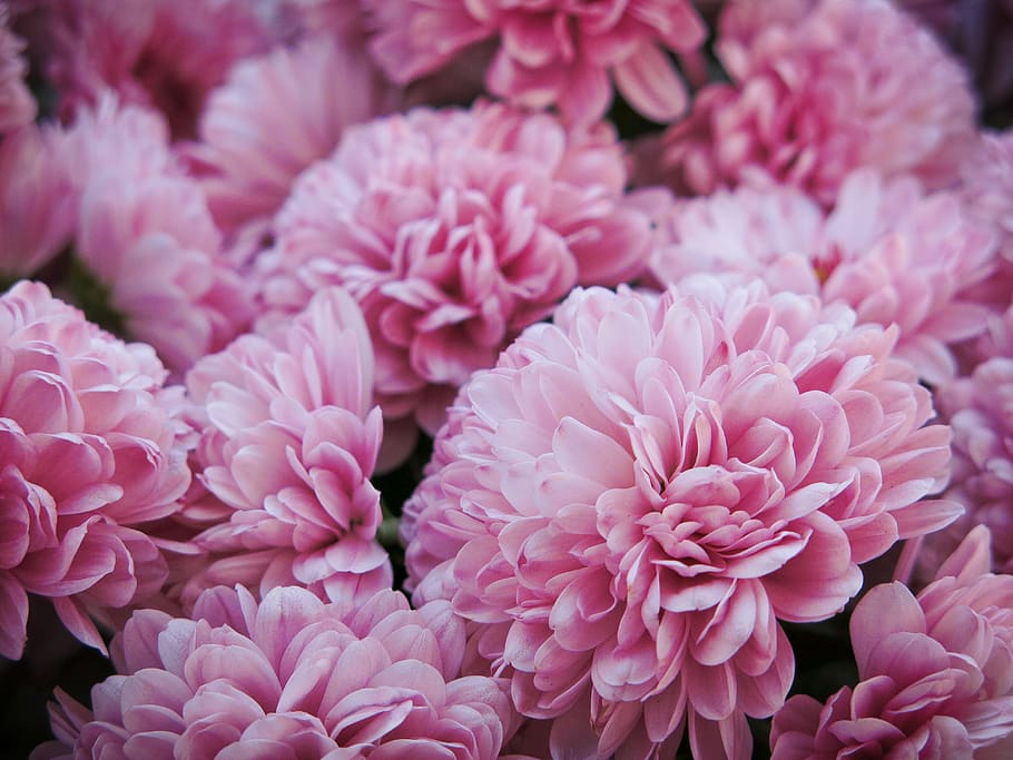 pink flower cluster, pink color, freshness, flowering plant, vulnerability HD wallpaper