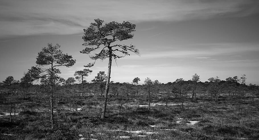 Grayscale Photo of Trees, black-and-white, environment, forest HD wallpaper