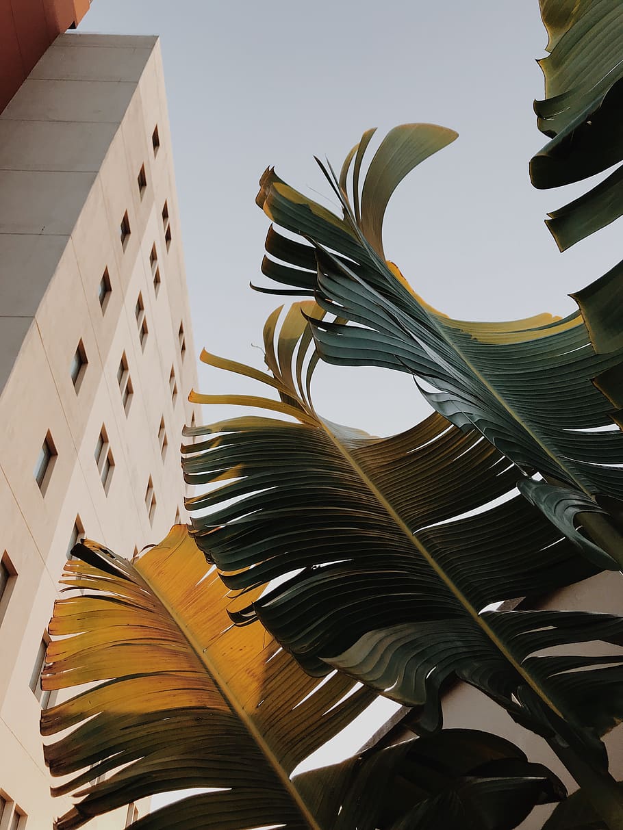 green-leafed trees, low angle view, architecture, plant, nature HD wallpaper