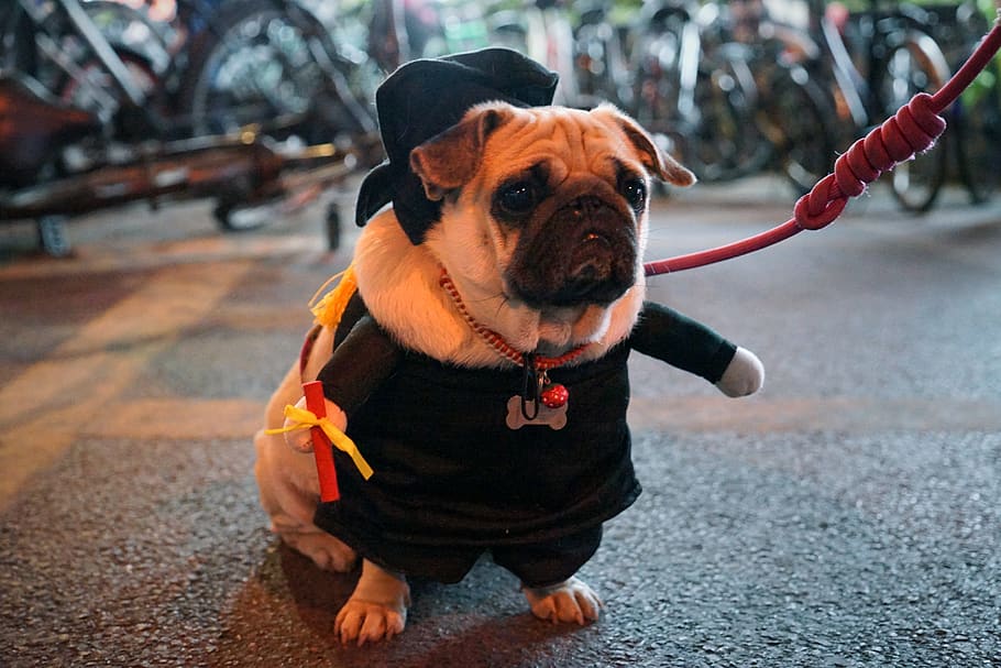 dog, downtown, night, one animal, domestic, pets, mammal, animal themes HD wallpaper