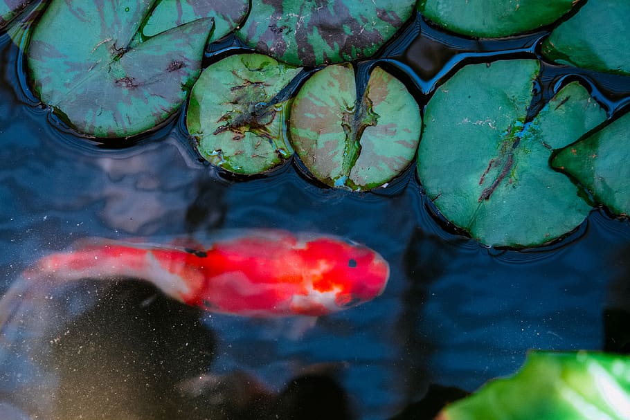 orange fish, water, no people, nature, floating, pond, animal wildlife HD wallpaper