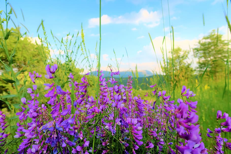 flower, clover, spring, nature, plant, greens, tree, beautiful HD wallpaper