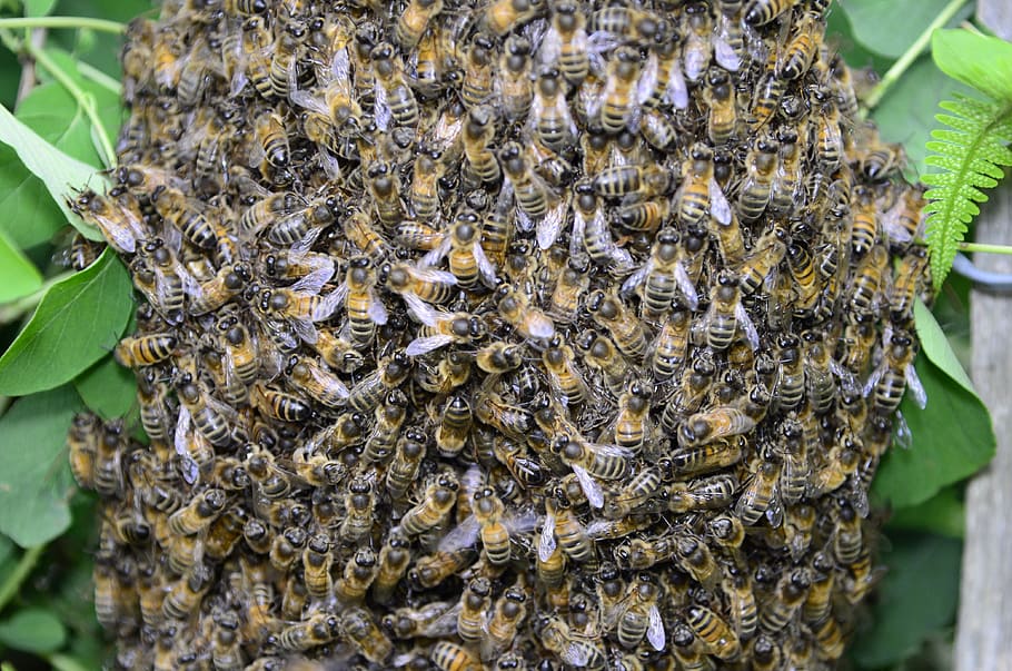 nature, bees, insect, swarm, group of animals, invertebrate HD wallpaper