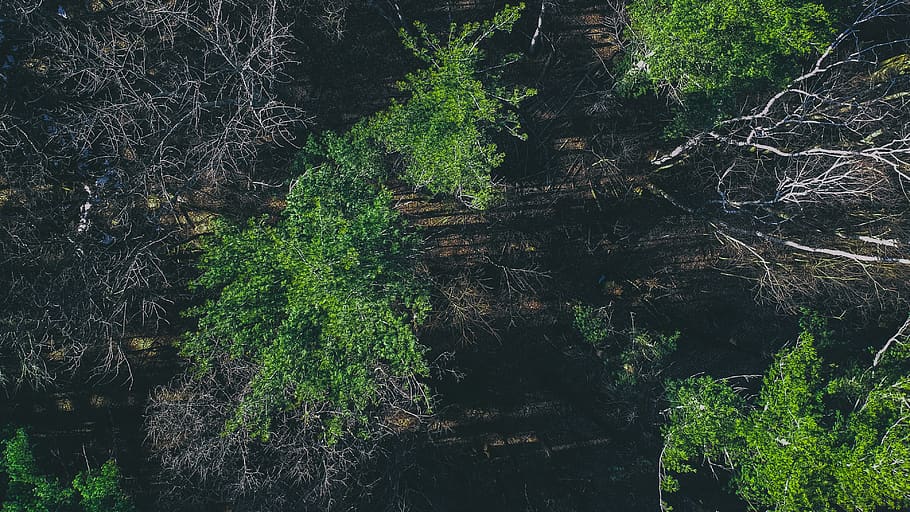 trees, forest, wallpaper, background, nature, spring, plant HD wallpaper