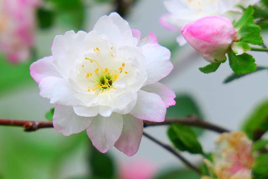 flower, nature, plant, leaf, garden, branch, kinds of food HD wallpaper