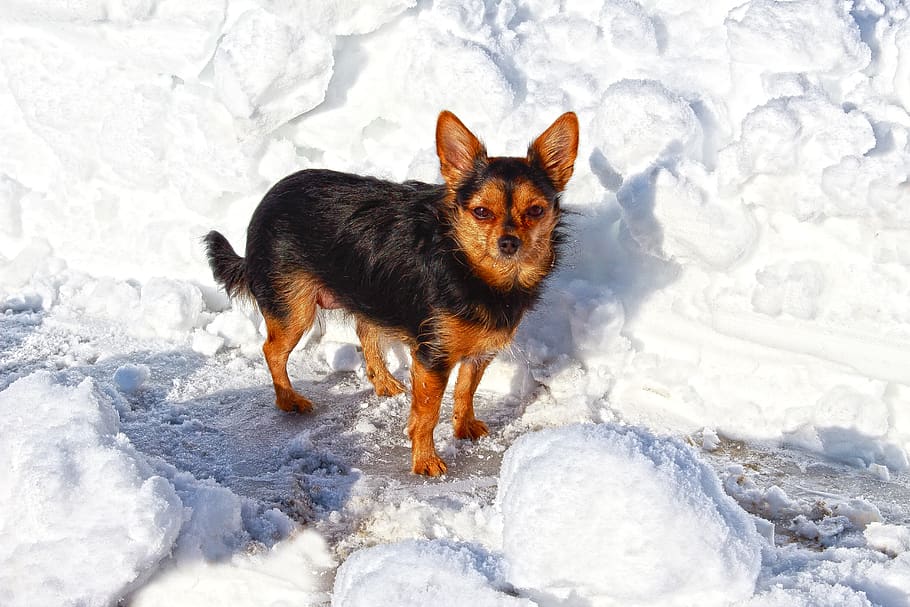 dog, winter, snow, cold, hybrid, one animal, animal themes HD wallpaper