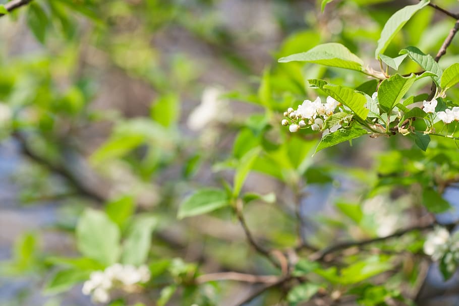 spring, flower, flowers, background, focus, closeup, outdoor HD wallpaper