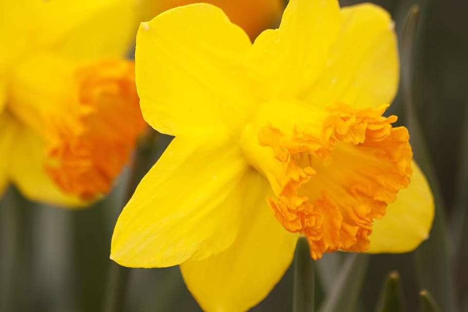 macro, daffodil, fresh, flower, nature, fragrance, garden, blooming HD wallpaper