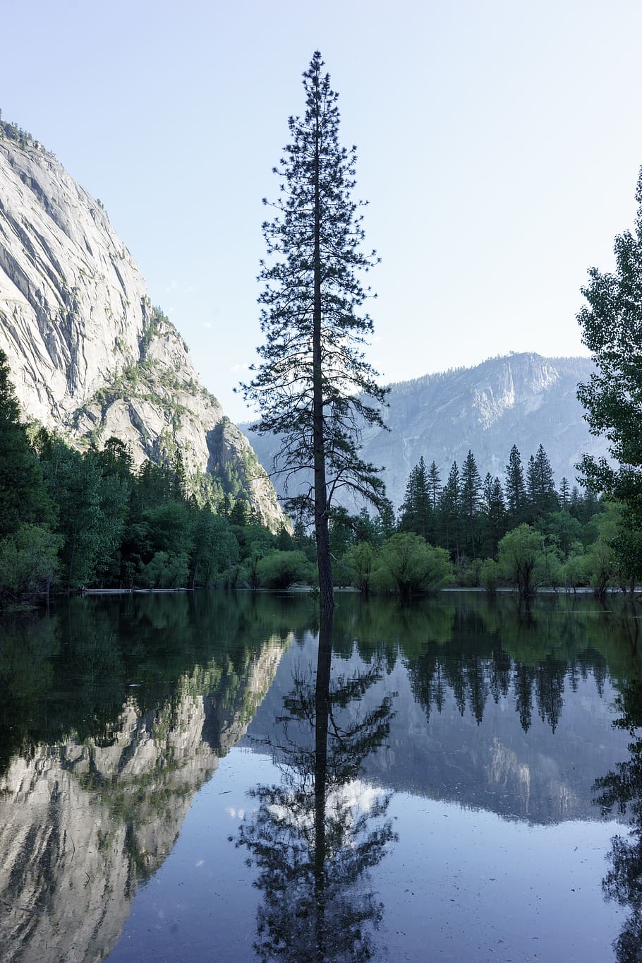 pine tree near mountain range, mirror lake, united states, forest HD wallpaper
