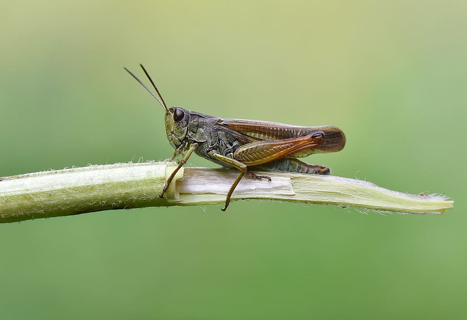 macro, wallpaper, çekirge, insect, böcek, animal wildlife, HD wallpaper