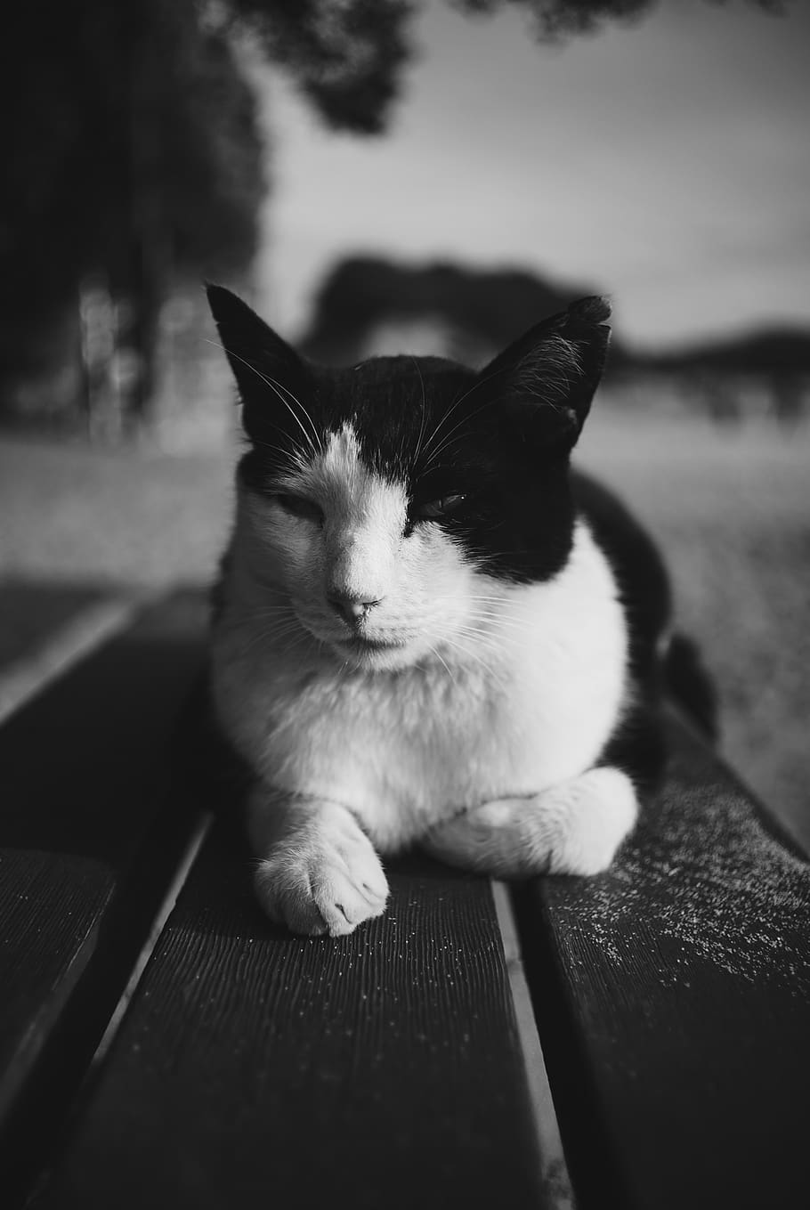 cat, black and white, domestic, pets, domestic animals, mammal HD wallpaper