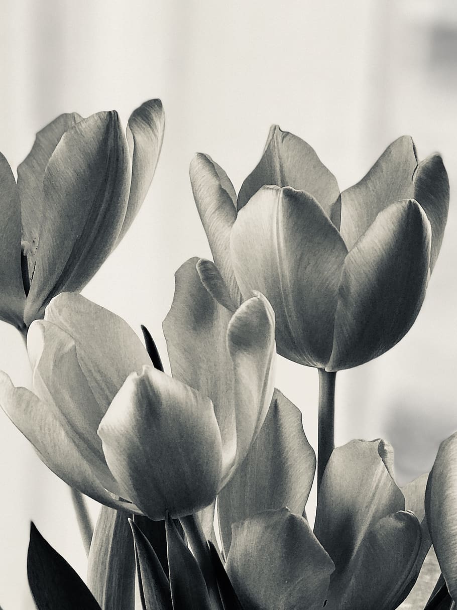 spring, tulips, easter, flowers, flowering plant, beauty in nature HD wallpaper