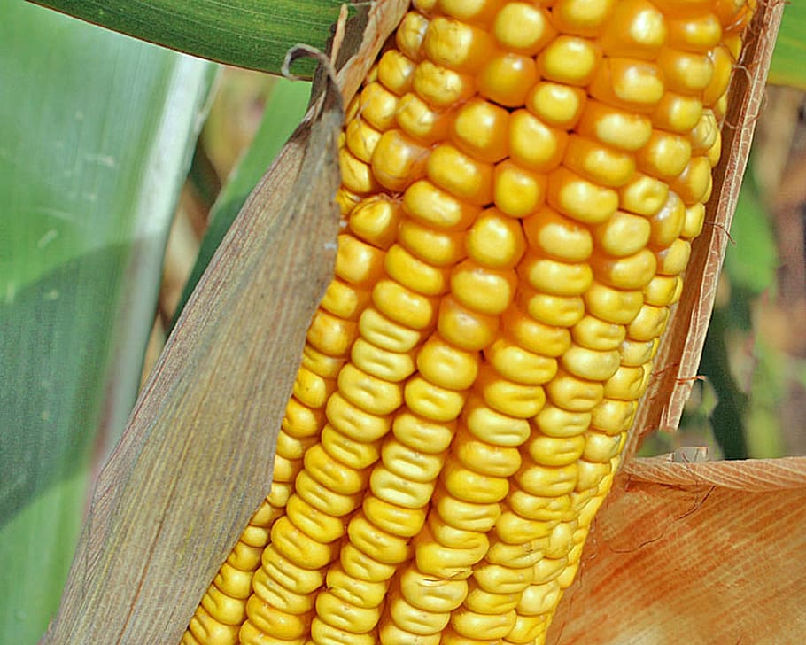 corn, fall, harvest, autumn, vegetable, food, agriculture, yellow HD wallpaper