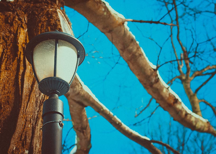 Black Post Lamp Near Tree, daytime, environment, lamp post, landscape HD wallpaper