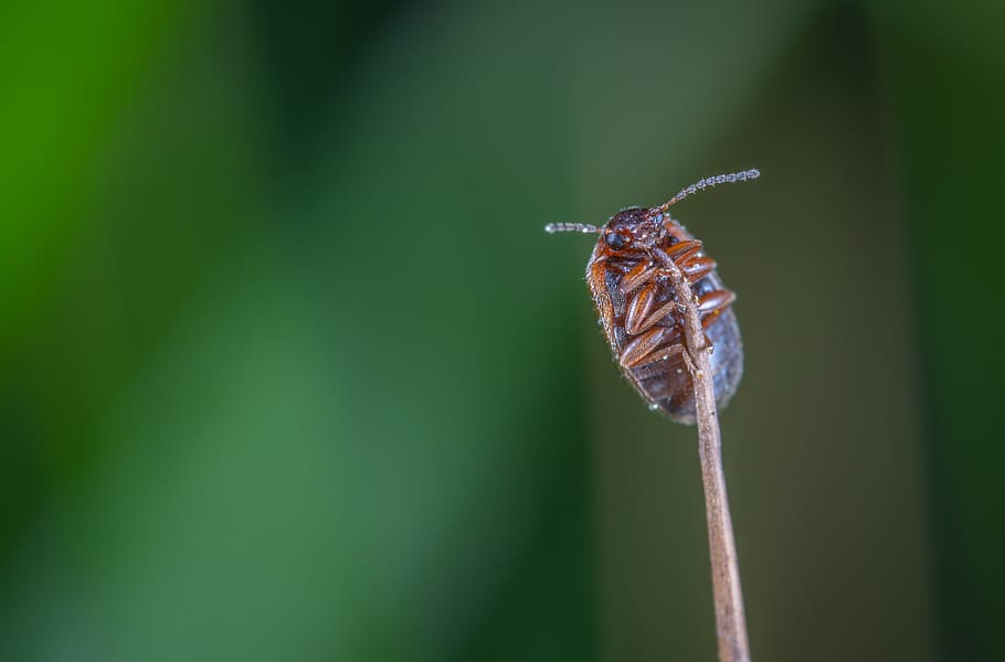 Macro Photo of Brown Beetle on Brown Stem, animal, blur, bug HD wallpaper