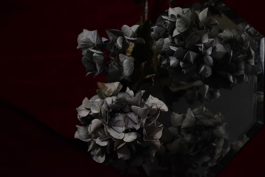 dry, dark, red, mirror, flower, flowering plant, petal, close-up, HD wallpaper