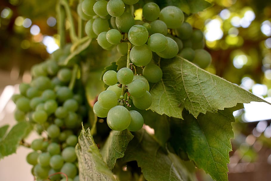 grapes, vine, fruit, wine, healthy, green, berries, eat, food HD wallpaper