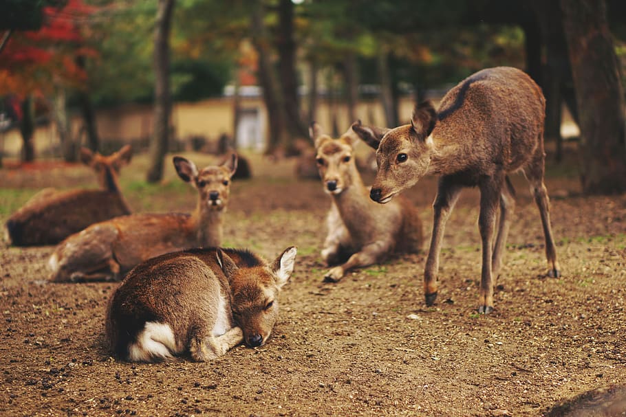 five brown deer, group of animals, animal themes, animals in the wild HD wallpaper