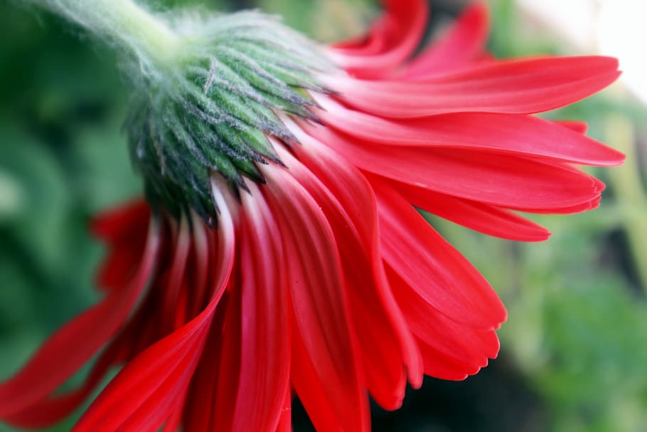 daisy, gerbera, opening, green, white, delicate, soft, petals HD wallpaper