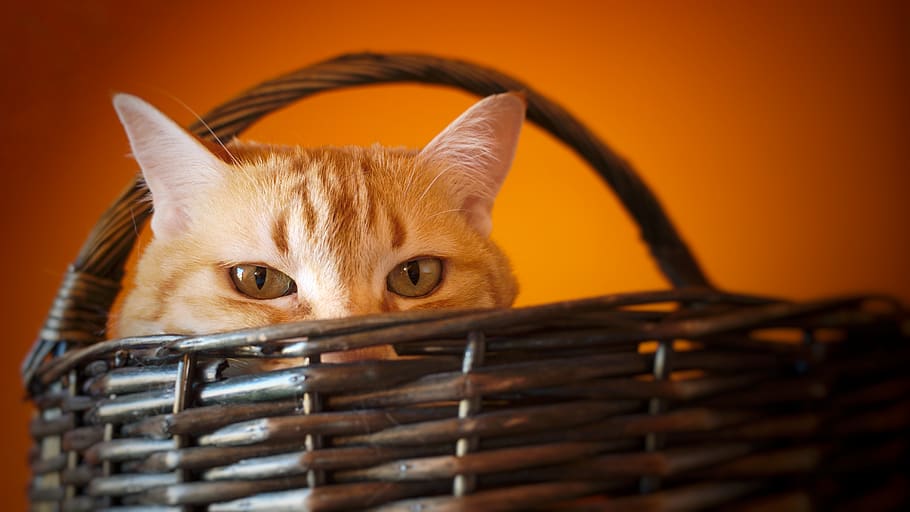 orange, animals, cats, pets, eyes, animal themes, one animal HD wallpaper