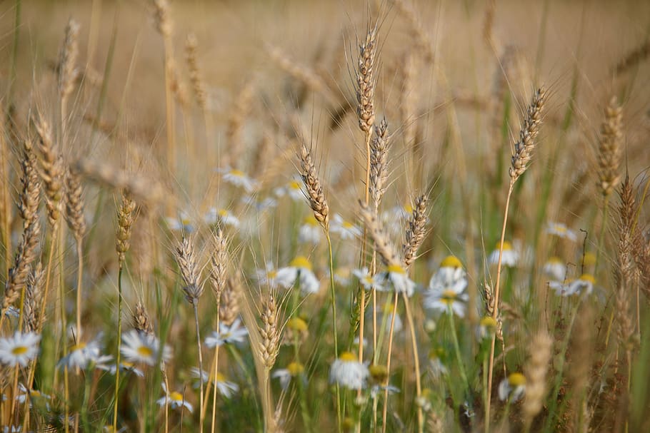томшина гора, plant, crop, field, agriculture, land HD wallpaper