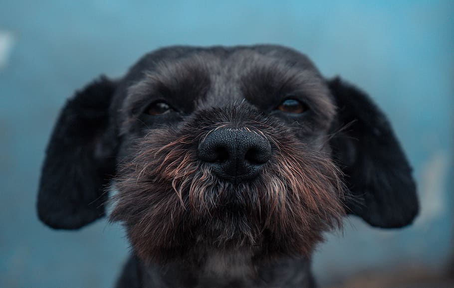 black Yorkshire terrier, dog, mammal, animal, pet, canine, affenpinscher HD wallpaper