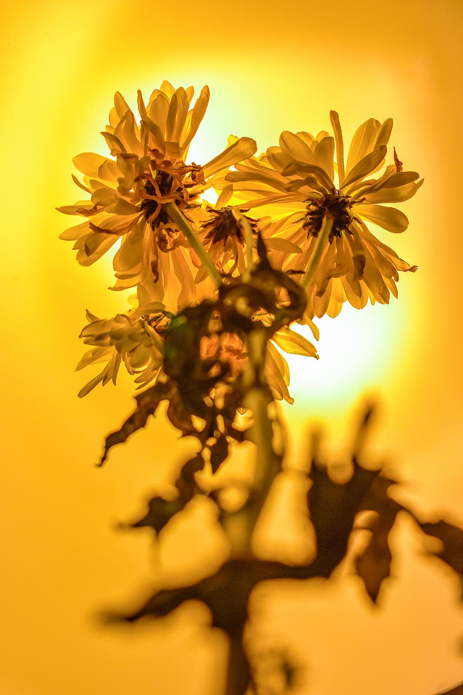 yellow petaled flower, plant, blossom, sunlight, daisies, daisy HD wallpaper