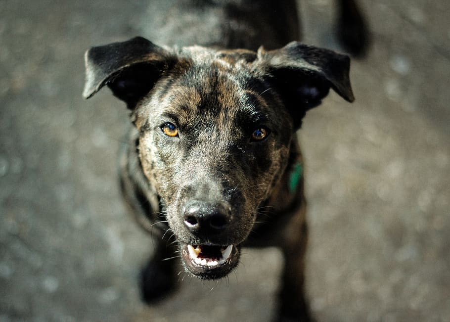 dog, portrait, one animal, canine, pets, domestic, domestic animals HD wallpaper